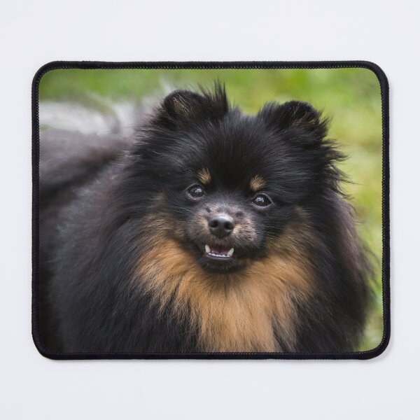 Item preview, Pomeranian (Dwarf Spitz) designed and sold by WeightPulling.