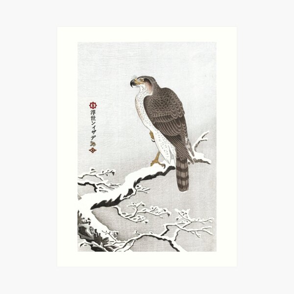 M-003 Goshawk on Snowy Branch Art Print