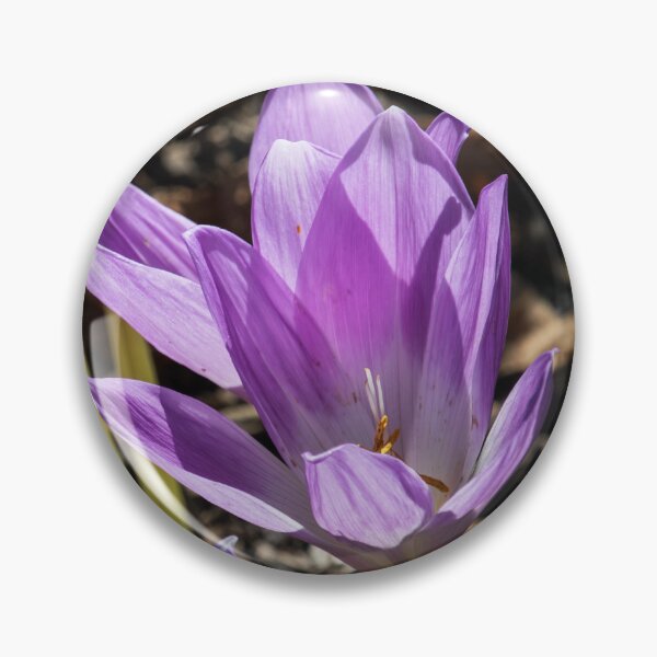 Item preview, Purple Crocuses designed and sold by Tim Dusenberry.