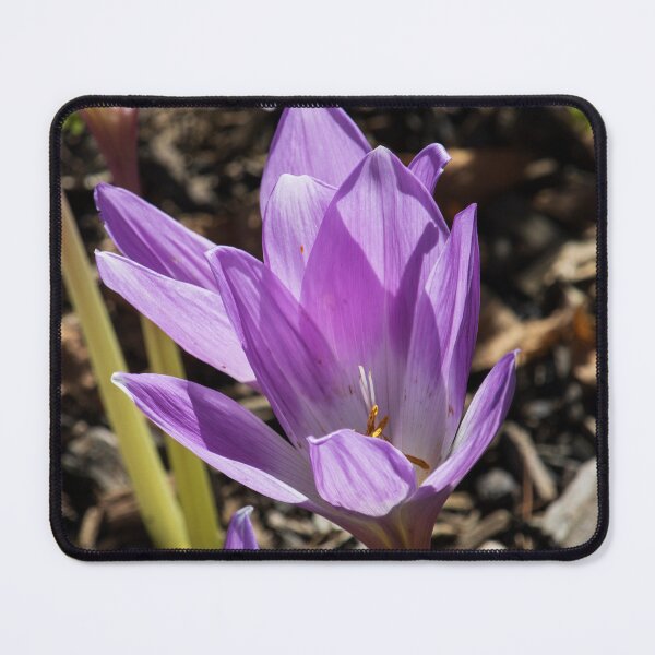 Item preview, Purple Crocuses designed and sold by Tim Dusenberry.