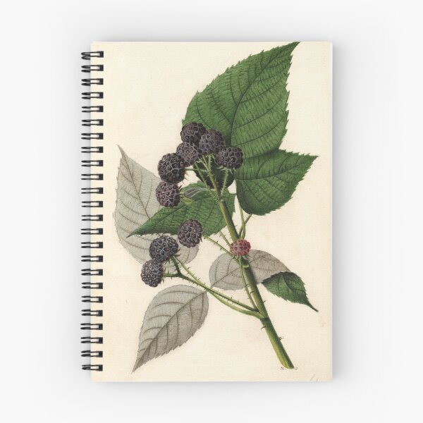 Item preview, Vintage Painting of Blackberries designed and sold by BravuraMedia.