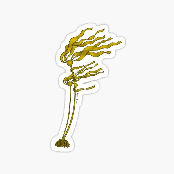 Item preview, Bull Kelp designed and sold by avrilhann.