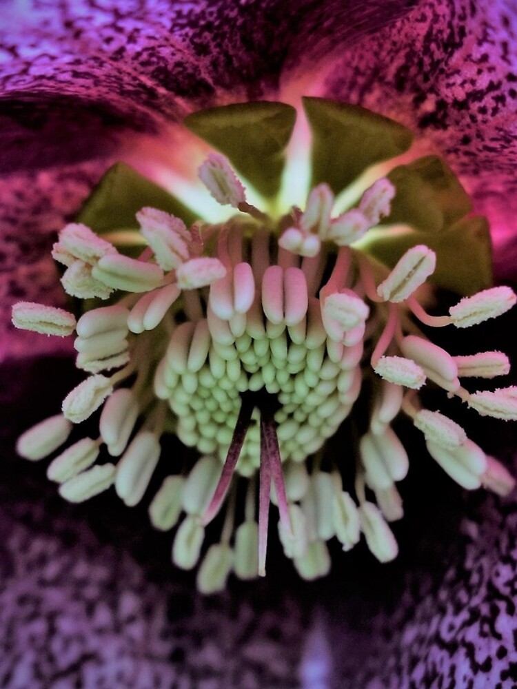 Purple Hellebore by gardenpictures