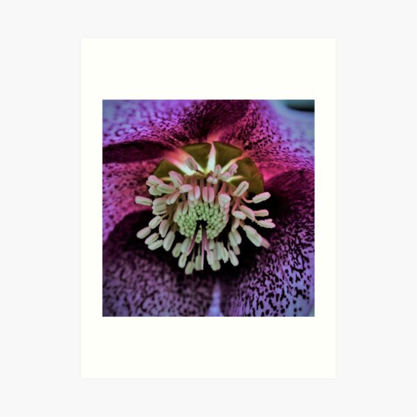 Purple Hellebore Art Print