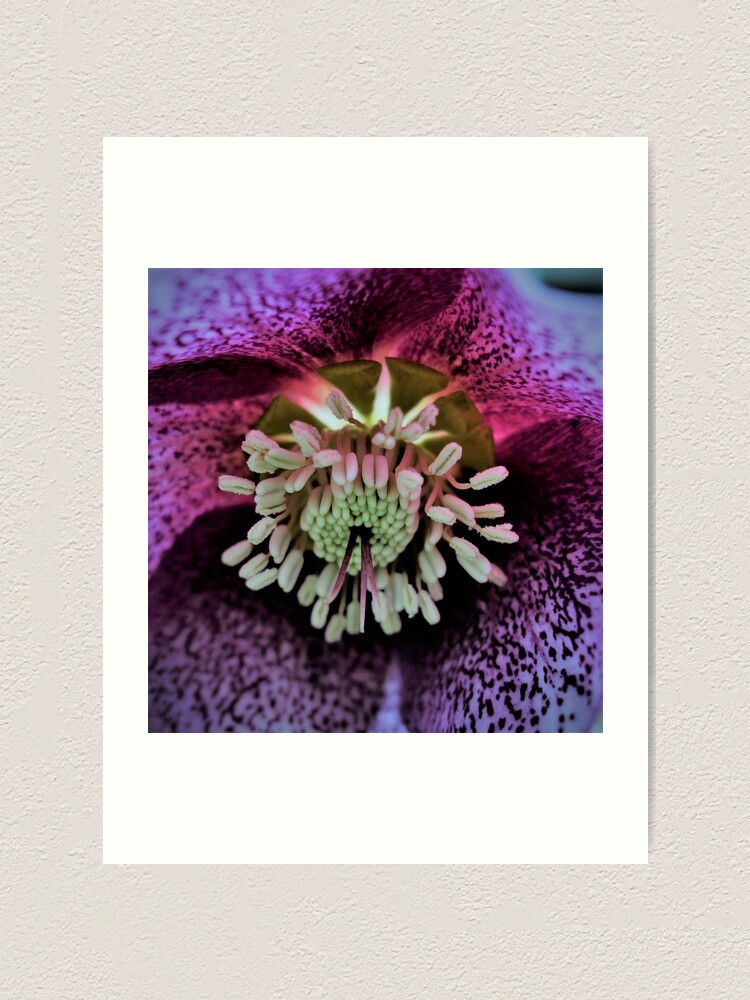 Alternate view of Purple Hellebore Art Print