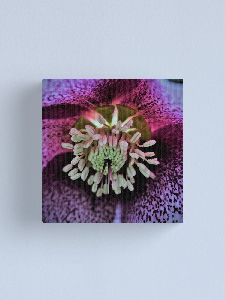 Alternate view of Purple Hellebore Canvas Print