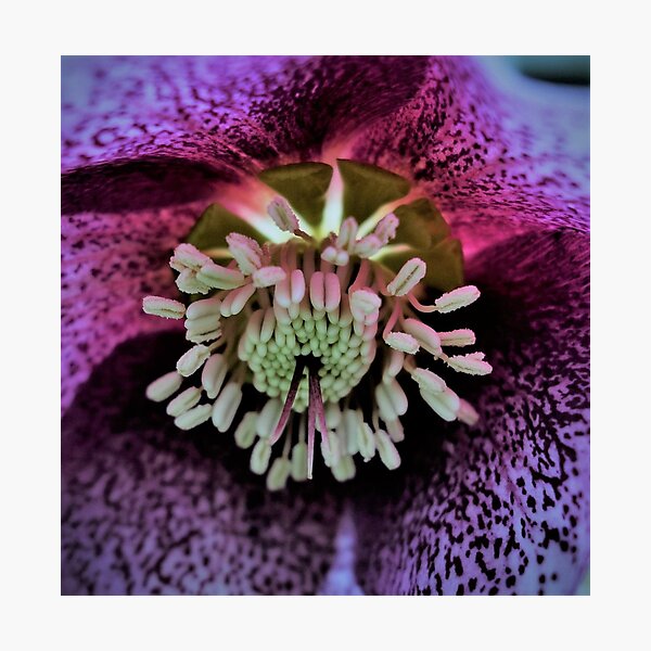 Purple Hellebore Photographic Print