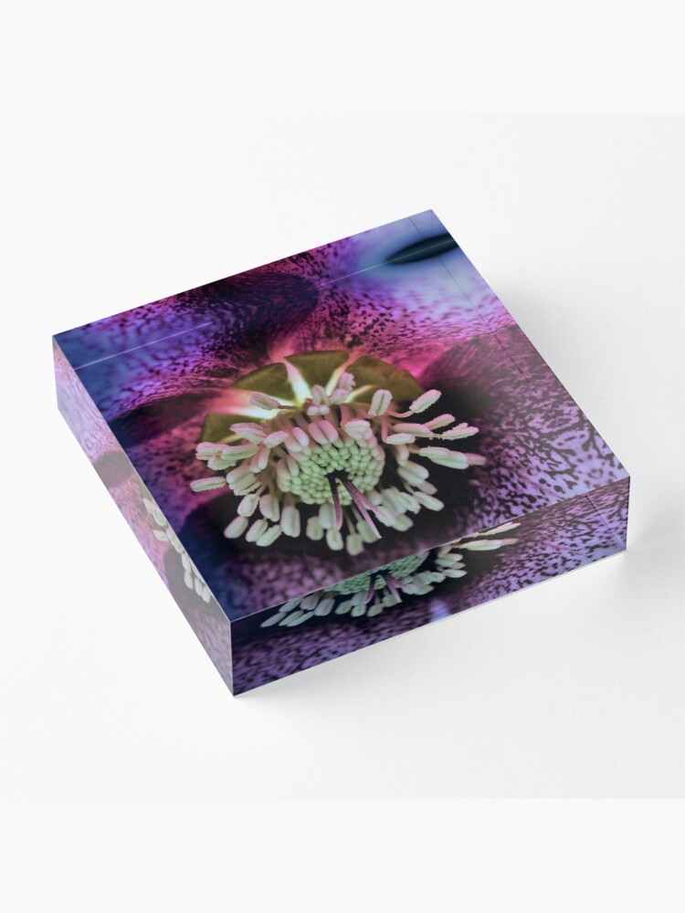 Alternate view of Purple Hellebore Acrylic Block