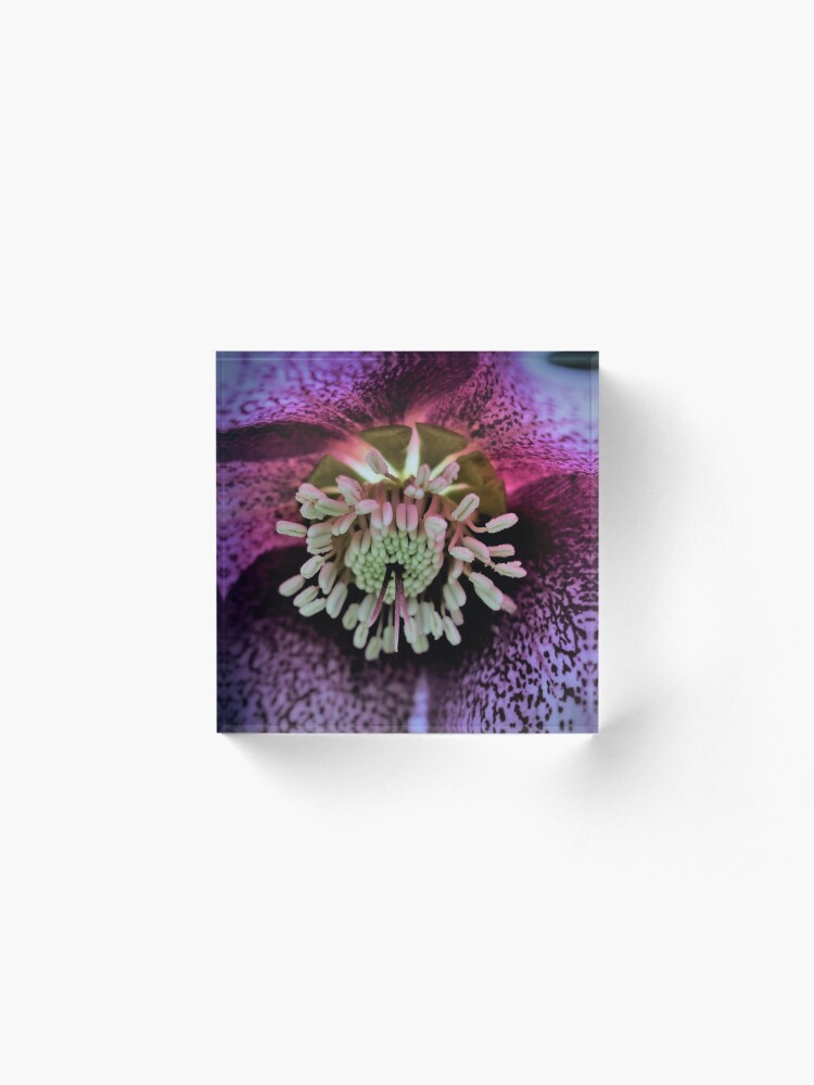 Alternate view of Purple Hellebore Acrylic Block