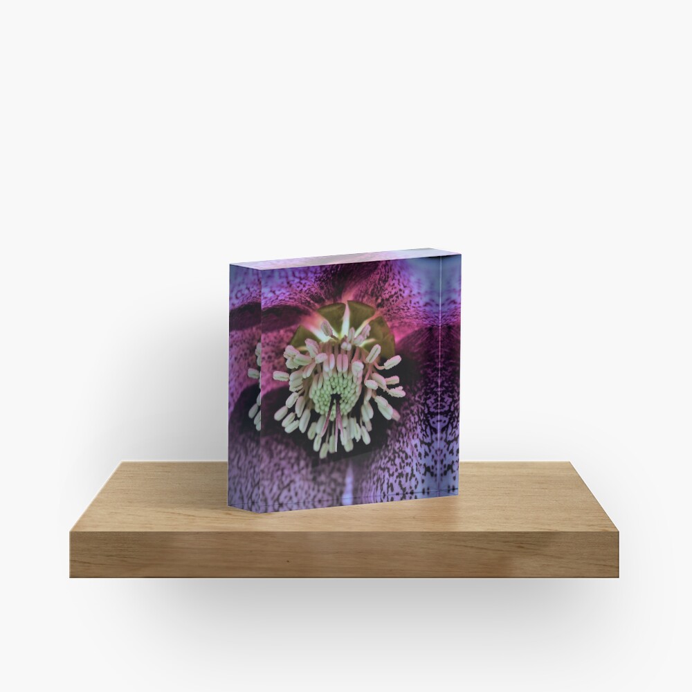 Purple Hellebore Acrylic Block