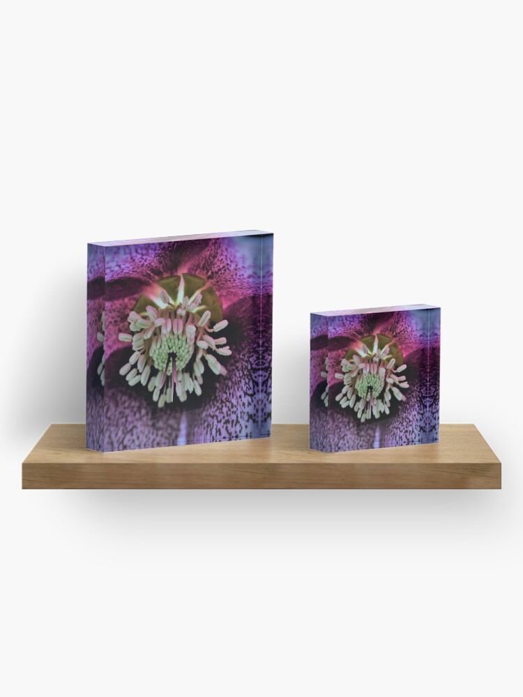 Alternate view of Purple Hellebore Acrylic Block
