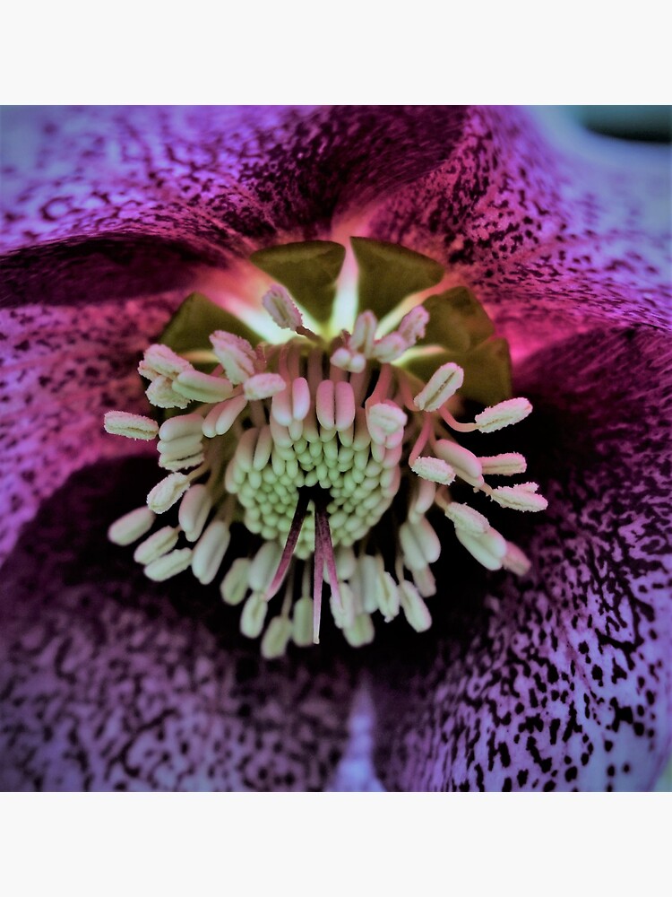 Purple Hellebore by gardenpictures