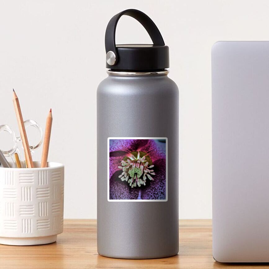 Purple Hellebore Sticker