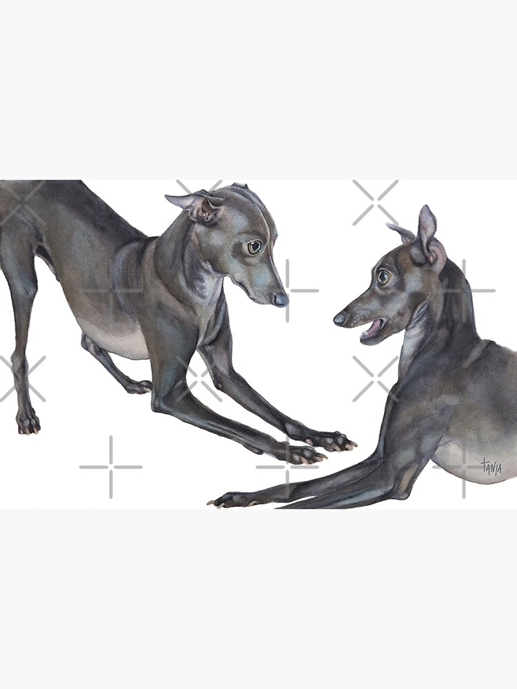 Italian Greyhounds Iggy Art playing Italian Art Print