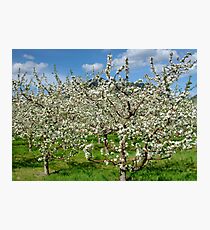 Blossoms Photographic Print