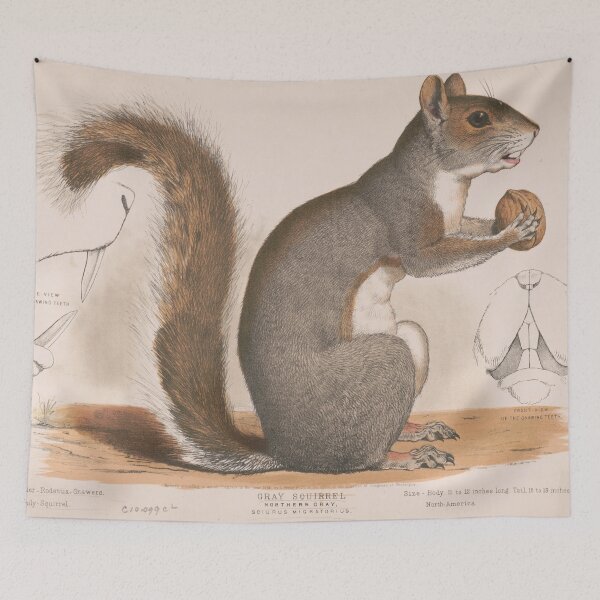 Item preview, Vintage Illustration of a Grey Squirrel  designed and sold by BravuraMedia.