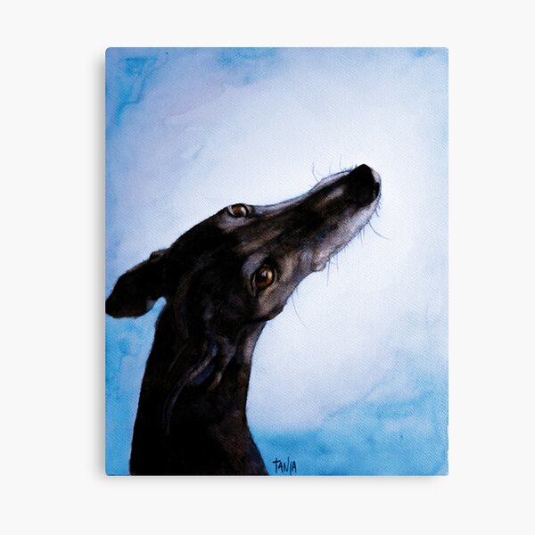 Greyhound - Galgo Español - Always there Canvas Print