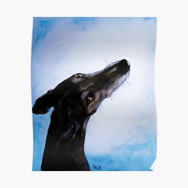 Greyhound - Galgo Español - Always there Poster