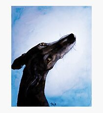 Greyhound - Galgo Español - Always there Photographic Print