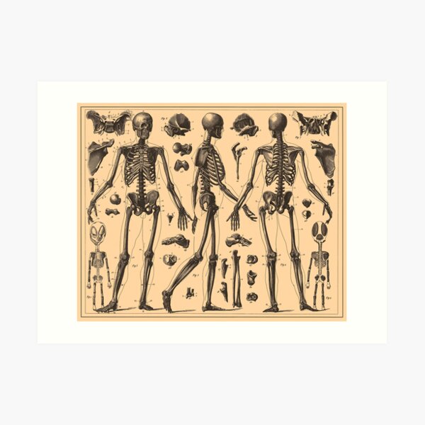 Diagrama de la anatomía esquelética humana de la vendimia (1907) Lámina artística