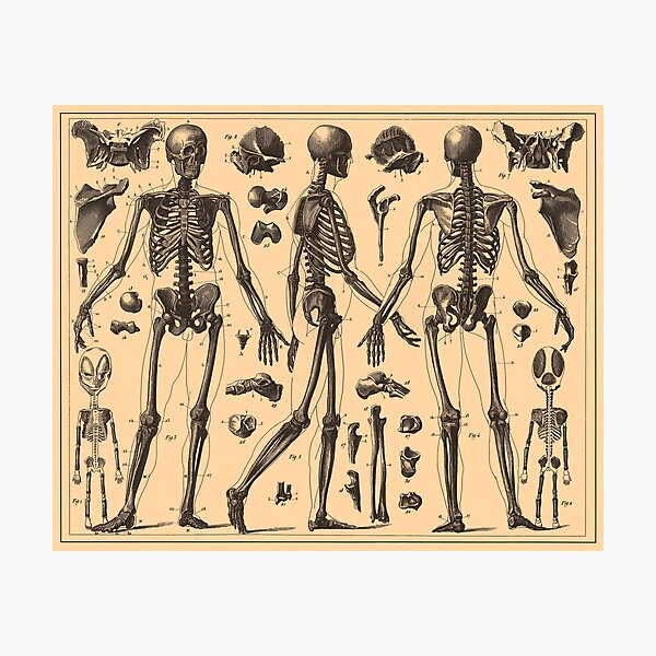 Artikel-Vorschau von Vintage Anatomiediagramm des menschlichen Skeletts (1907), designt und verkauft von BravuraMedia.