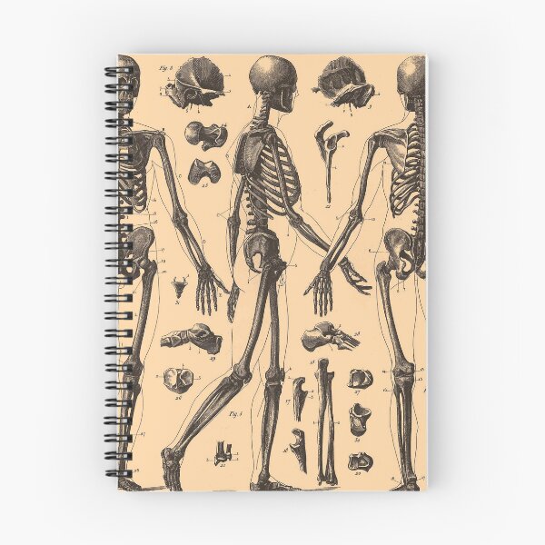 Item preview, Vintage Human Skeleton Anatomy Diagram (1907) designed and sold by BravuraMedia.