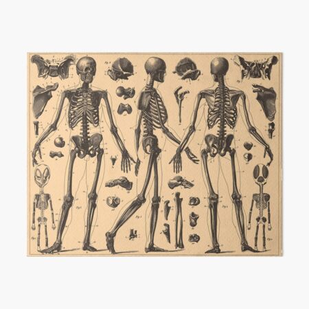 Artikel-Vorschau von Vintage Anatomiediagramm des menschlichen Skeletts (1907), designt und verkauft von BravuraMedia.