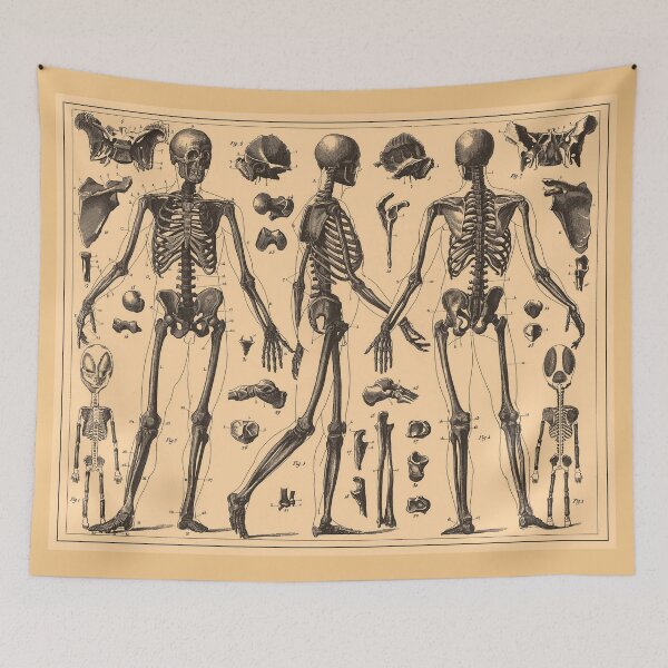 Item preview, Vintage Human Skeleton Anatomy Diagram (1907) designed and sold by BravuraMedia.