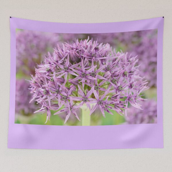 Item preview, Allium stipitatum  'Violet Beauty'  designed and sold by Chris Burrows.
