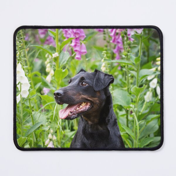 Item preview, terrier de salud designed and sold by WeightPulling.