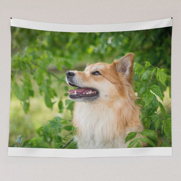 Artikelvorschau, Islandhund (Icelandic Dog) entworfen und verkauft von WeightPulling.