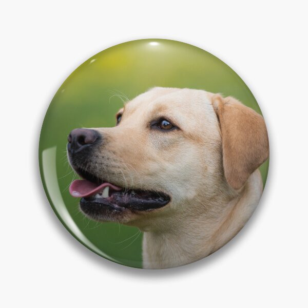 Item preview, Labrador retrievers designed and sold by WeightPulling.