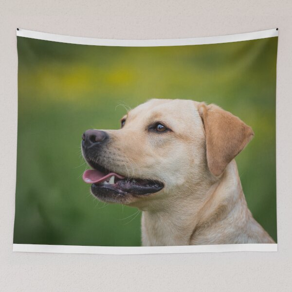 Item preview, Labrador retrievers designed and sold by WeightPulling.