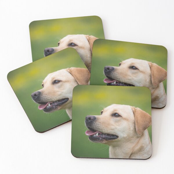 Item preview, Labrador retrievers designed and sold by WeightPulling.
