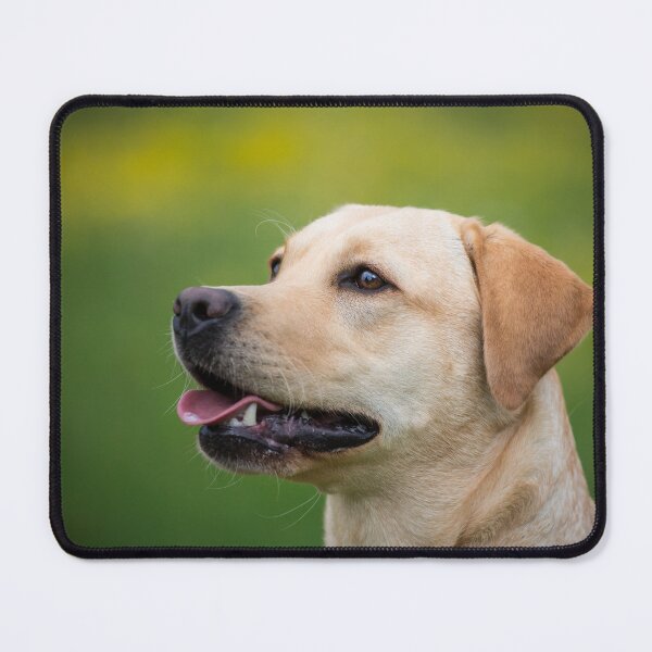 Item preview, Labrador retrievers designed and sold by WeightPulling.
