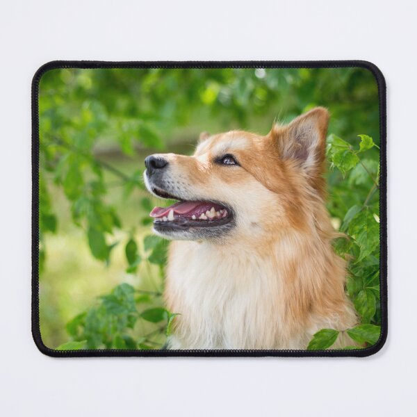 Item preview, Icelandic Dog designed and sold by WeightPulling.