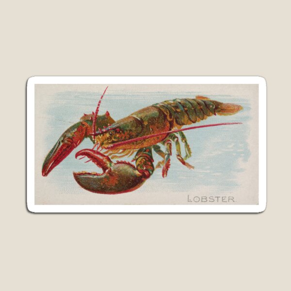 Vintage Illustration of a Lobster (1889) Magnet