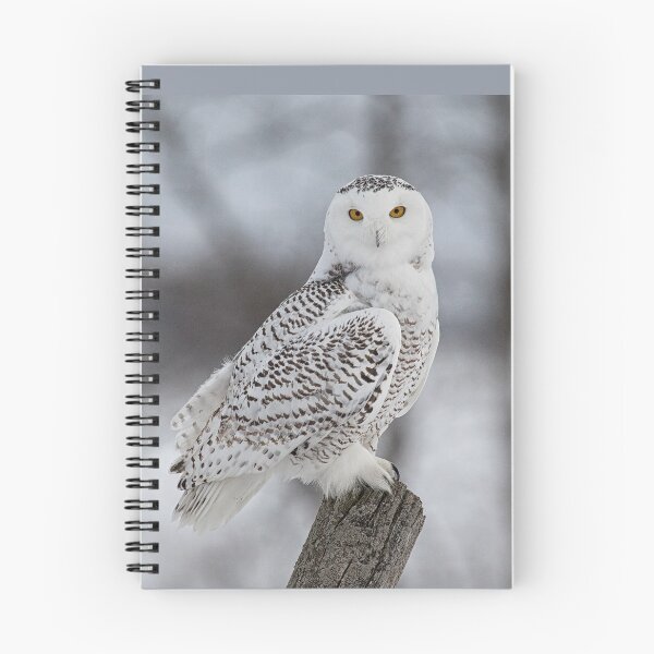 Item preview, Snowy Owl designed and sold by Eunice Gibb.