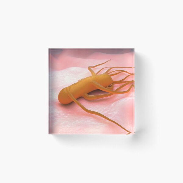 Item preview, STK701658H-Bacteria Salmonella Typhi, which causes typhoid fever. designed and sold by StocktrekImages.
