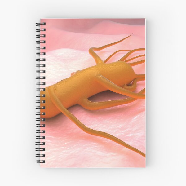Item preview, STK701658H-Bacteria Salmonella Typhi, which causes typhoid fever. designed and sold by StocktrekImages.