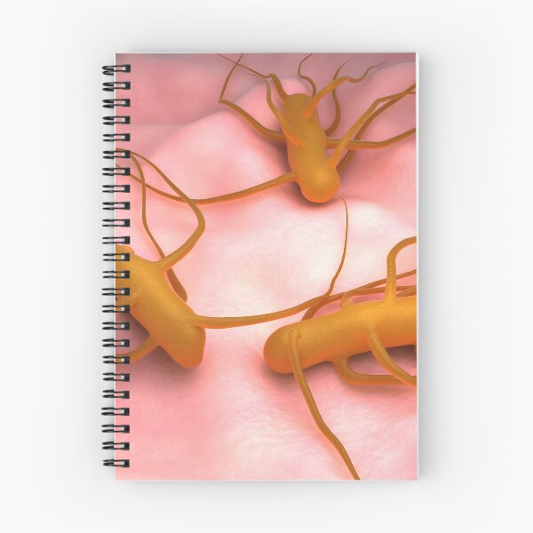 Item preview, STK701659H-Bacteria Salmonella Typhi, which causes typhoid fever. designed and sold by StocktrekImages.
