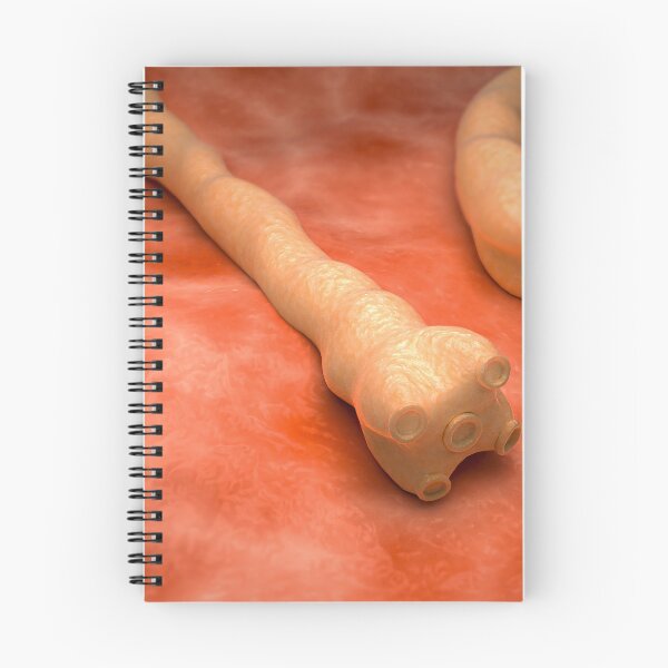Item preview, STK701666H-Illustration of tapeworms. designed and sold by StocktrekImages.
