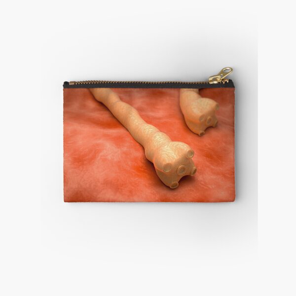 Item preview, STK701666H-Illustration of tapeworms. designed and sold by StocktrekImages.