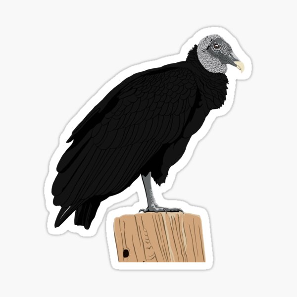 Black Vulture Sticker