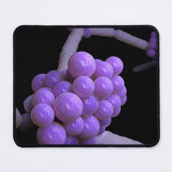 Item preview, STK701671H-Illustration of Candida glabrata. designed and sold by StocktrekImages.