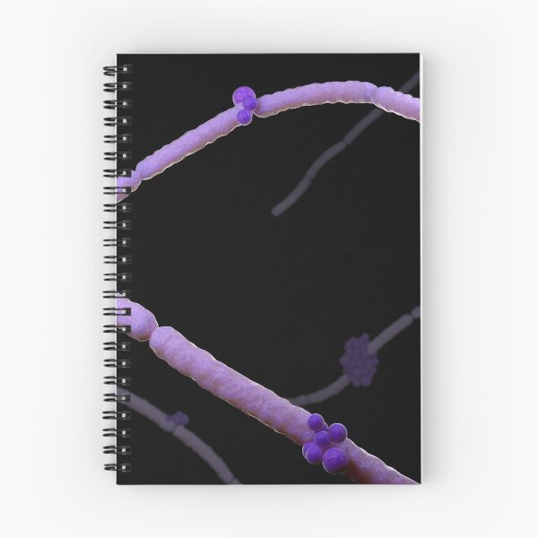 Item preview, STK701672H-Illustration of Candida glabrata. designed and sold by StocktrekImages.