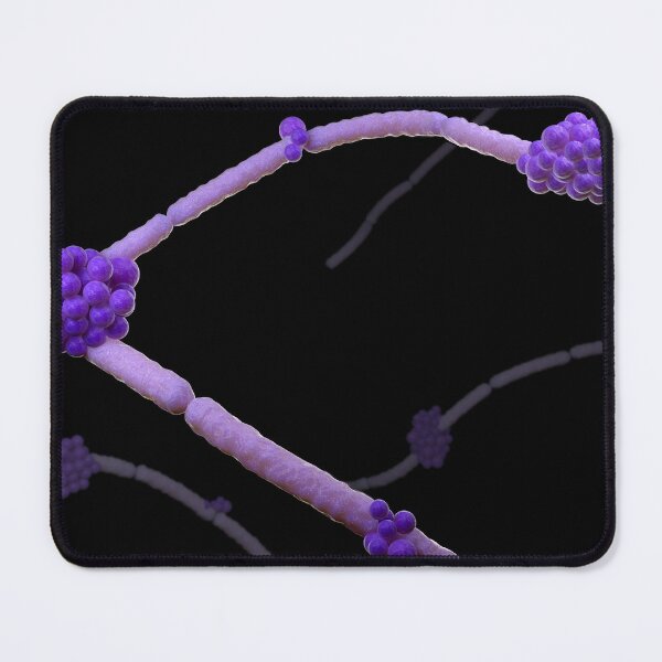 Item preview, STK701672H-Illustration of Candida glabrata. designed and sold by StocktrekImages.