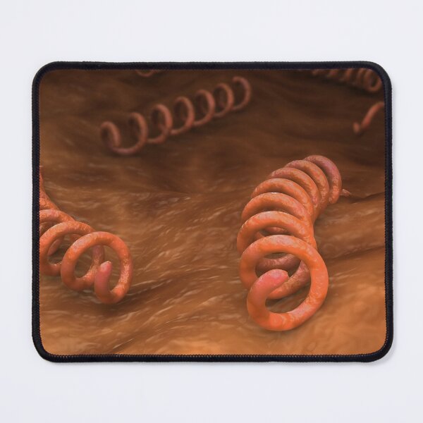 Item preview, STK701675H-Illustration of Treponema pallidum bacteria. designed and sold by StocktrekImages.