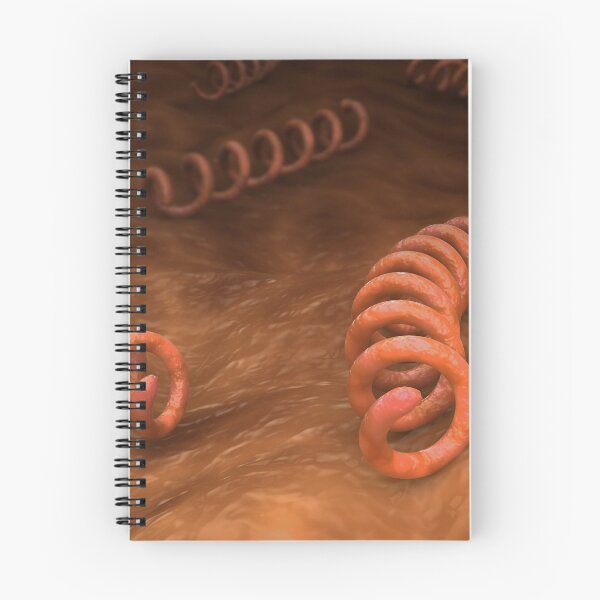 Item preview, STK701675H-Illustration of Treponema pallidum bacteria. designed and sold by StocktrekImages.