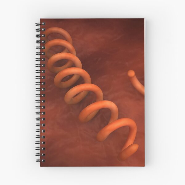 Item preview, STK701677H-Illustration of Treponema pallidum bacteria. designed and sold by StocktrekImages.